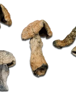Penis Envy Magic Mushrooms