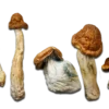 P.E. Great Pumpkin Magic Mushrooms